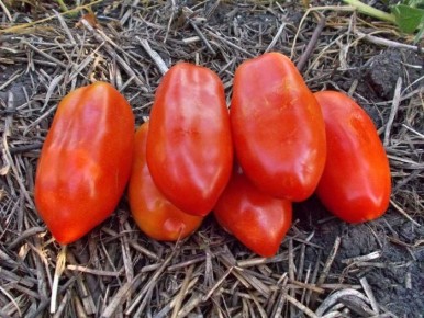 Томат Пасто Итальяно: идеальный выбор для приготовления насыщенных соусов