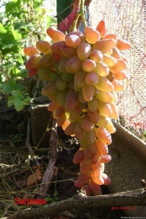 �������� �������: ������� ������� ���� ��� ������ �����