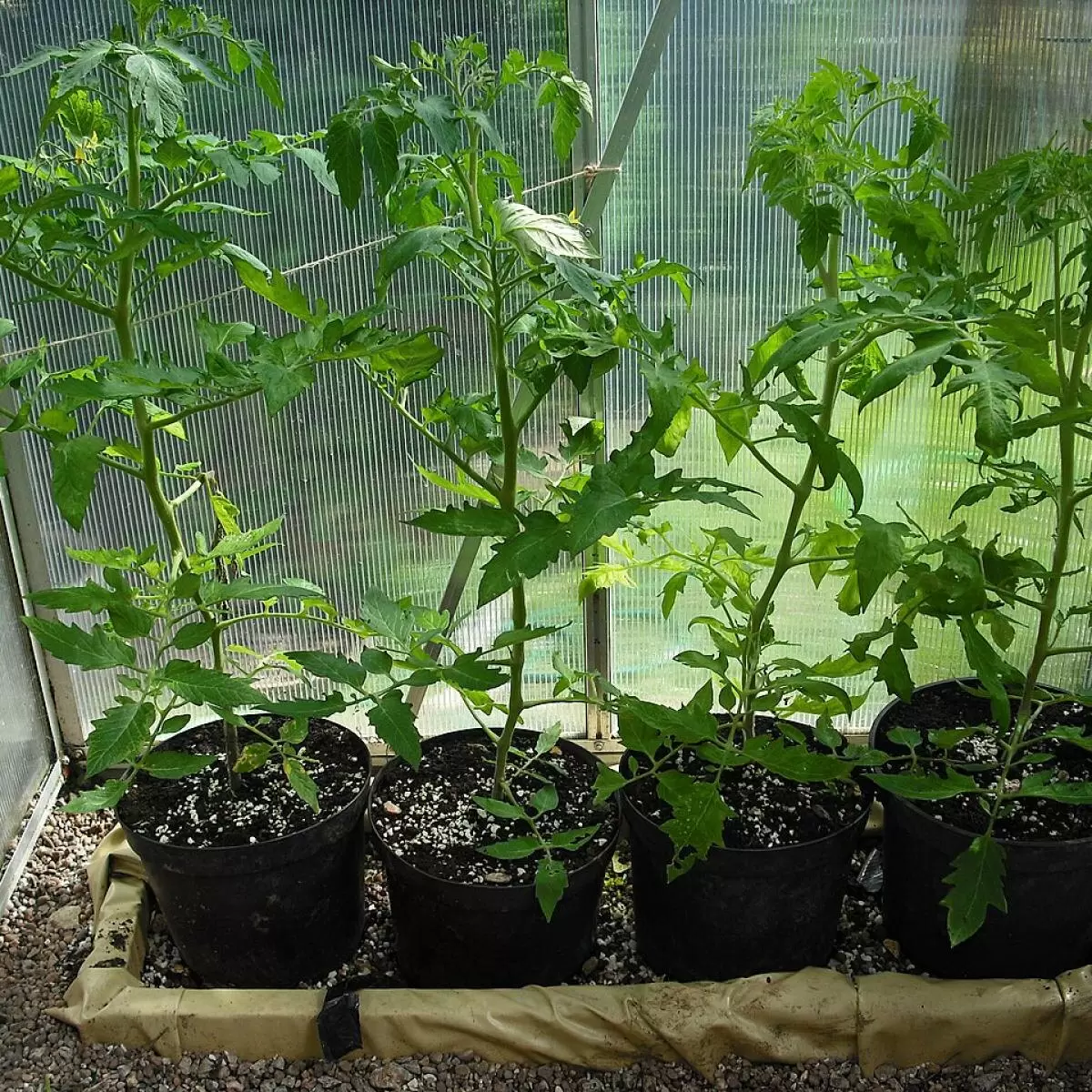 Идеальное освещение для рассады: как избежать ошибок и добиться успеха