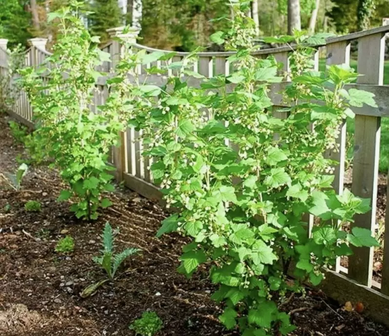 Тайны успешной посадки смородины: как обеспечить максимальный урожай