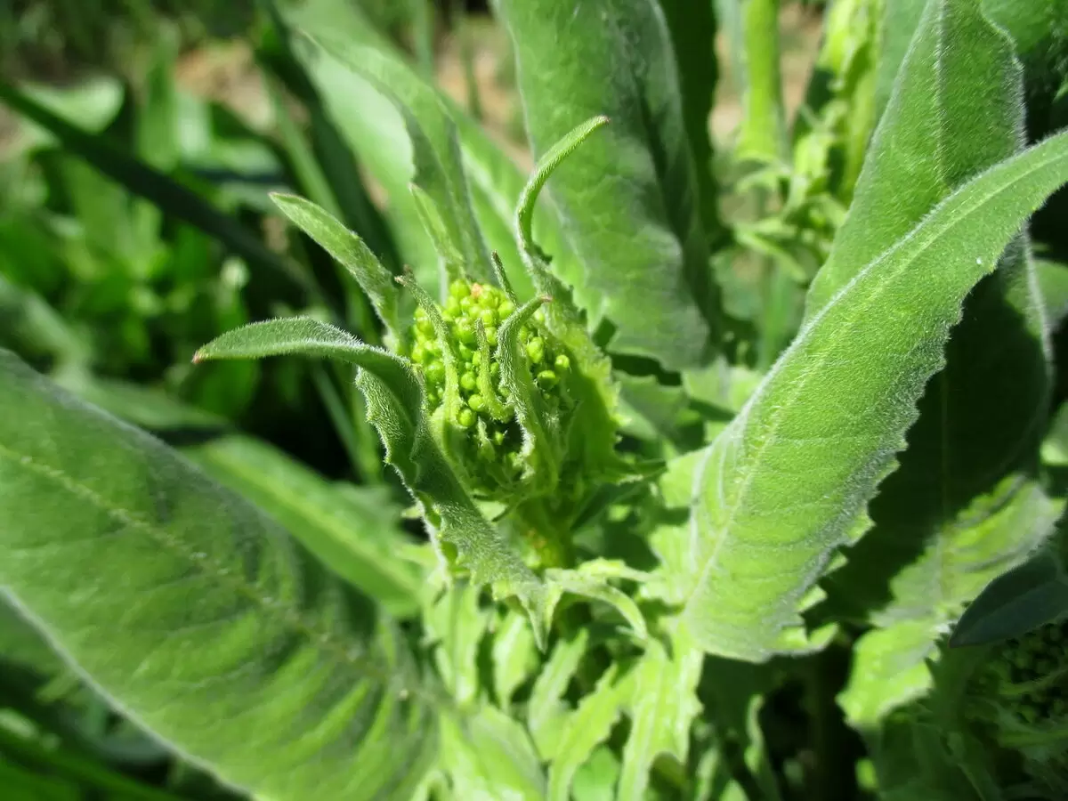 Свербига: забытое весеннее лакомство, которое удивляет вкусом и пользой