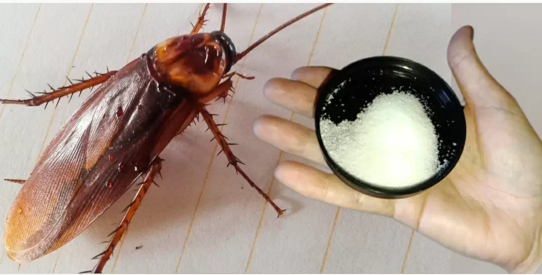 Как навсегда избавиться от тараканов: эффективные методы и полезные советы
