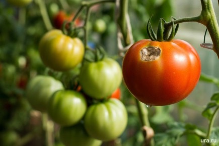 ��� ��������� ������������� ��������: ������� ������ ��� ������ �����