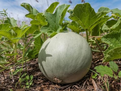 ��� ��������� ������� ����: ������� ��������� ����