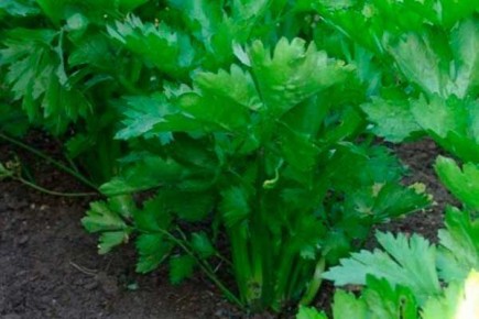 ��������� ��������: ������� ������������ � ������ �� ��������� �����������