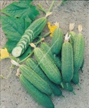 ������ ������: ��������� ������ ��� ��������� ������