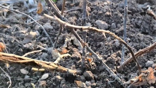 ��� �� �������� ��� ���: ����������� ������ ��� ������ �������