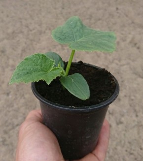 ��� ��������� ������� ������� ������� ��� ���������: ������ � ������������