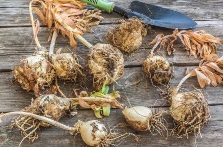 ��� ����������� ����� � ����: ������ �� ����������� � ��������