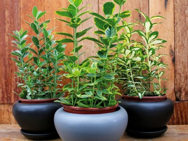 ���������: ������ ������� ��� ������ �������� ������