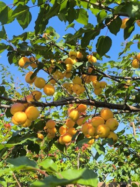 ������� �������: ������� ����� �� ��������� ���������, ������� �� �� �����