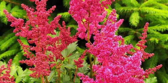 ����������� �������� ��� ������ ����