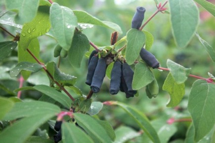 ��� ���������� ���� ��������� ���������� �����: ������� � �����������