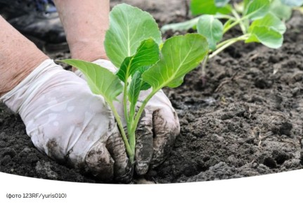 ������� ������� ������� � ����: ������� �����������