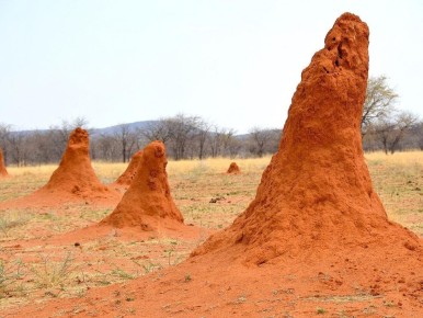 ����������� ������� �������� ���������� ����������� �� ��������