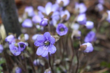 ���, ����������� ������: ����� ������ �������� ��������� � ��������� ����������