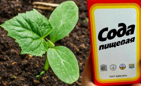 ����: ������ ���������� ���� � �������