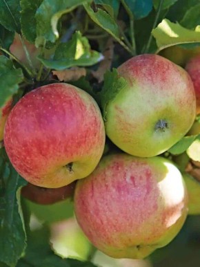 ������ �������� ������: ������� ������, ������� �������� �� �����