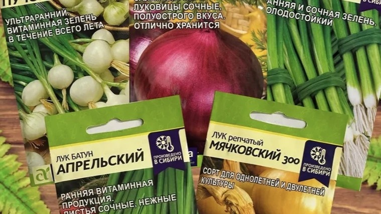 Как выбрать семена лука: советы по выбору репчатого, порея и батуна