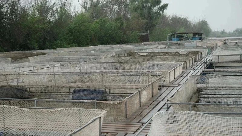 Глава Приволжского района высоко оценила качество астраханских деликатесов Глава Приволжского района высоко оценила качество астраханских деликатесов