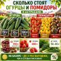 Где дешевле огурцы — в Жилгородке или на Больших Исадах? И какие помидоры в два раза дороже? Корреспондент «Астрахань 24» прошёлся по городским базарам и проверил цены