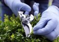 Как правильно ухаживать за садовыми ножницами: полезные советы для садоводов