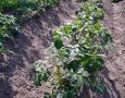 Окучивание картофеля: секреты, которые помогут получить щедрый урожай