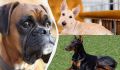 Собачьи звёзды выставок: 7 пород, которые завоёвывают сердце зрителей