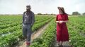 Астраханский фермер выращивает итальянскую клубнику