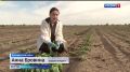 Сколько времени нужно чтобы вырастить капусту на астраханских полях