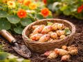 Редкий корнеплод с древней историей поворачивает кулинарную зиму лицом к практичности