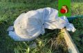 Избегайте этих садовых ошибок этой осенью, чтобы не сожалеть весной