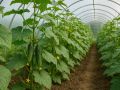 Успех в уходе за огурцами: рыхление и компост в действии