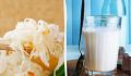 Не просто йогурт: 10 неожиданных продуктов с высоким содержанием пробиотиков