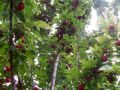 Как соседство может повысить урожай ваших плодовых деревьев