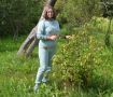 Эффективные методы размножения смородины осенью