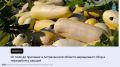 � �����������-���������� ��������� �������� �������� � ������������� ������ ����� ������ ������: ��� ������� �������� ����� �������� �� 110 �� �������� ��������