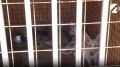 Астраханский приют для животных просит о помощи