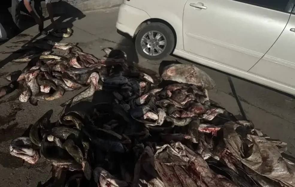 Дорожные полицейские у астраханца изъяли рыбу частиковых видов Дорожные полицейские у астраханца изъяли рыбу частиковых видов
