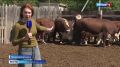 В Астраханской области нашли быка, который весит целую тонну