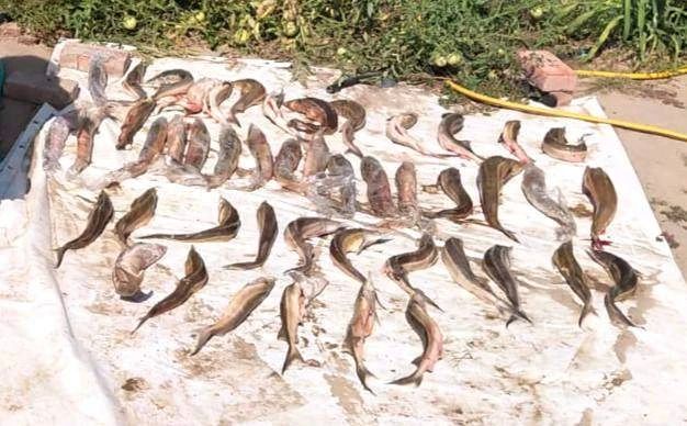 В Астрахани транспортные полицейские возбудили два уголовных дела по фактам браконьерства с ущербом полмиллиона рублей В Астрахани транспортные полицейские возбудили два уголовных дела по фактам браконьерства с ущербом полмиллиона рублей