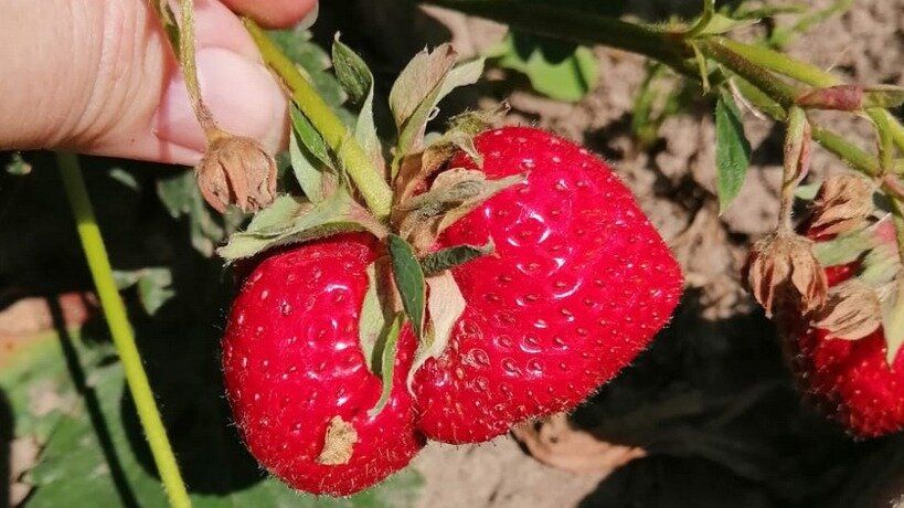Как подкормка клубники после цветения поможет получить крупный урожай