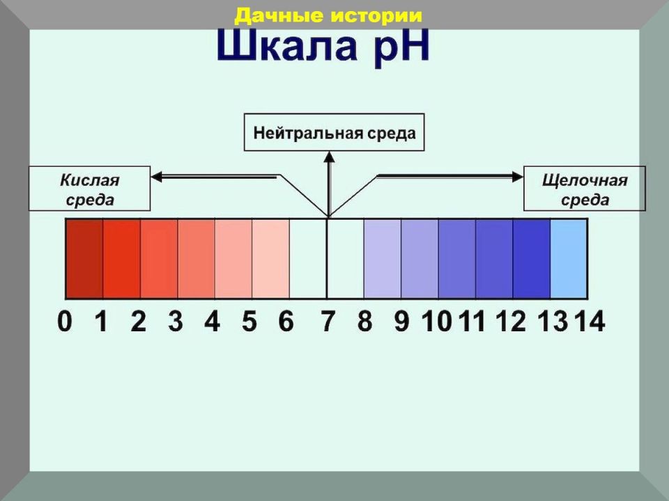 Кислотные почвы: оазис для кислолюбивых растений на вашем дачном участке