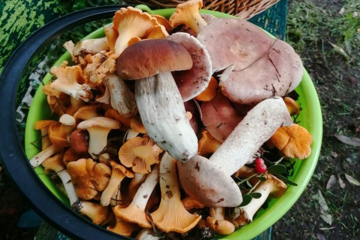 Не используйте эти специи при приготовлении грибов, иначе придется их выбросить