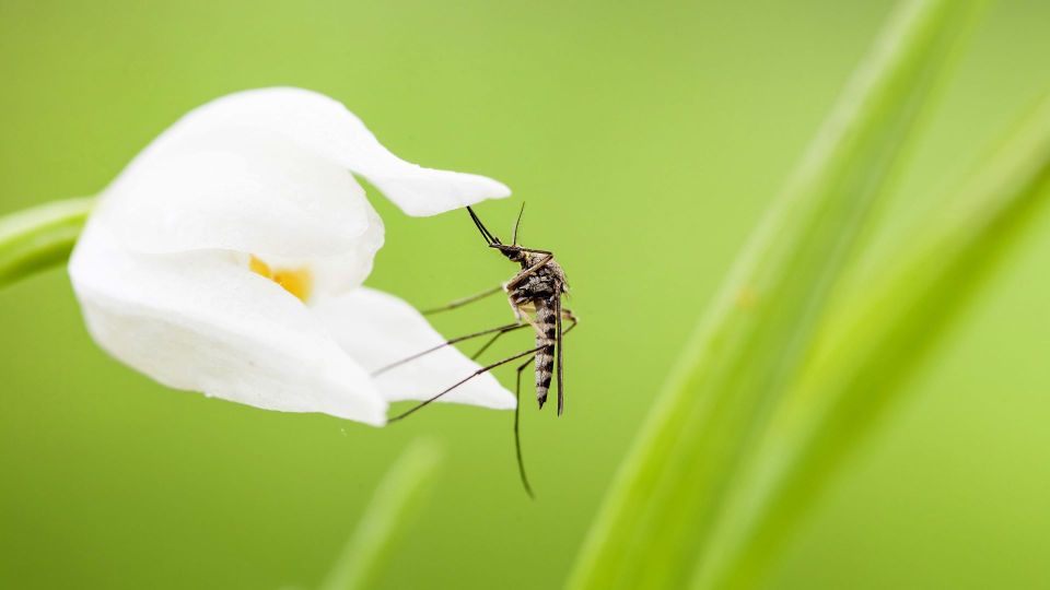 Вот кого комары кусают больше всего: дело не в группе крови или духах