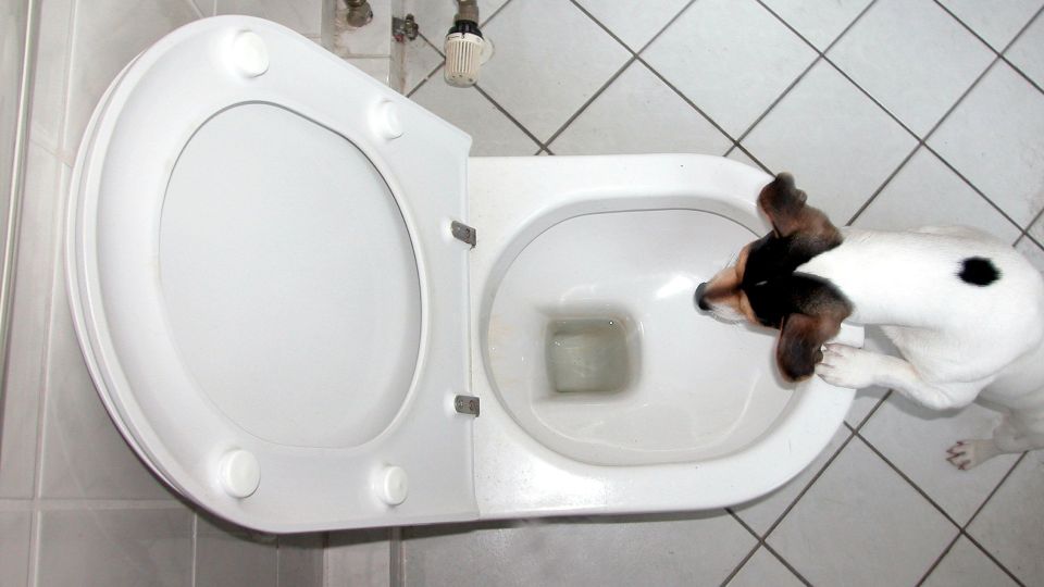 Прекратите тратить деньги на освежители для туалета: унитаз спасет обычная бутылка