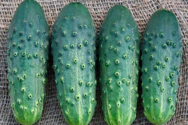 Уникальные особенности огурца Погребок