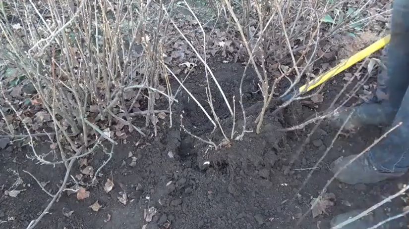 Летнее размножение смородины: простой и эффективный способ