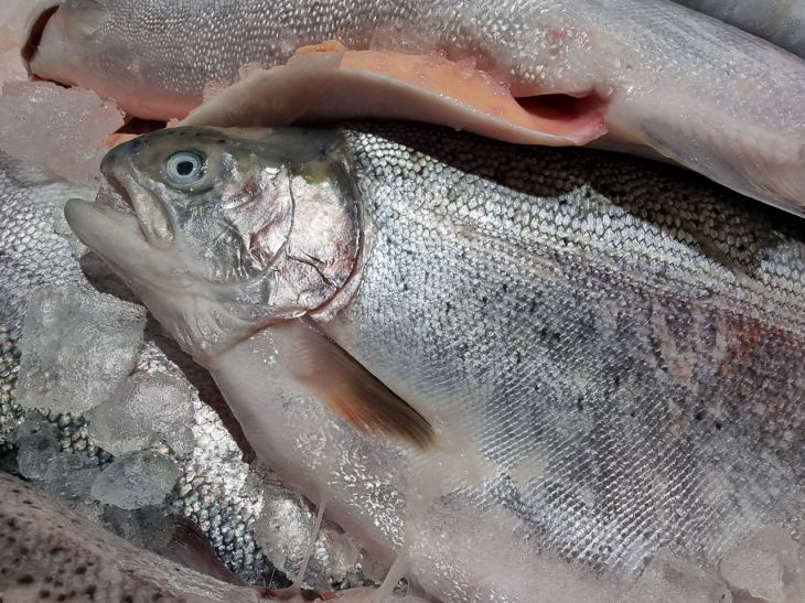 Понадобится всего 10 минут: простой способ засолить лосося в домашних условиях