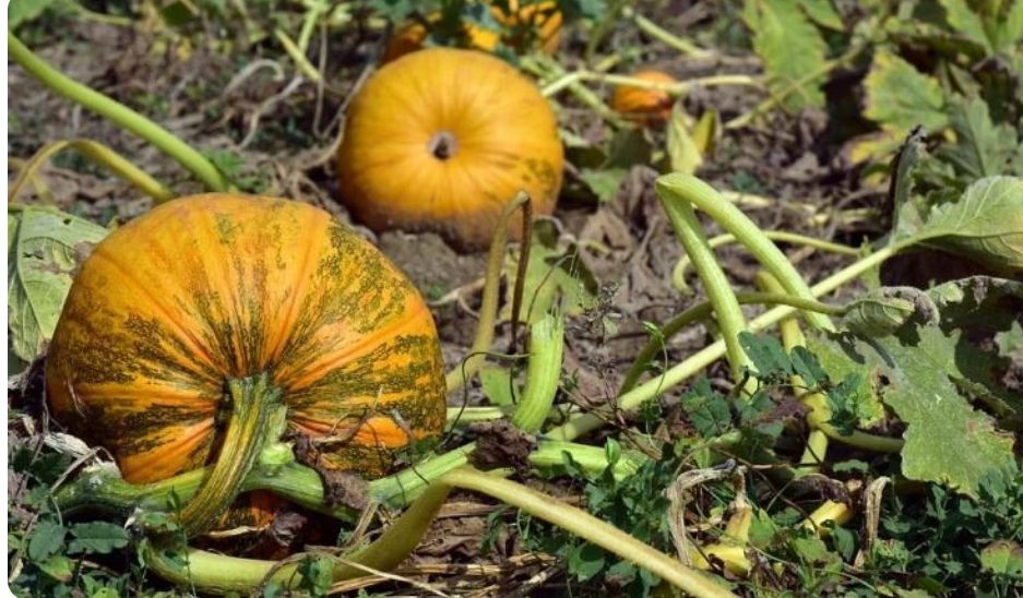 Как вырастить тыкву с минимальными усилиями: секреты для занятых дачников